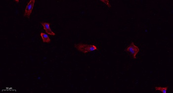 DRP1 rabbit pAb Antibody