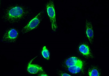 DRP1 rabbit pAb Antibody