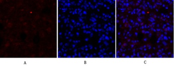 DRP1 rabbit pAb Antibody