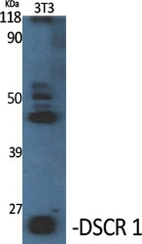 DSCR 1 rabbit pAb Antibody