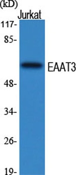 EAAT3 rabbit pAb Antibody