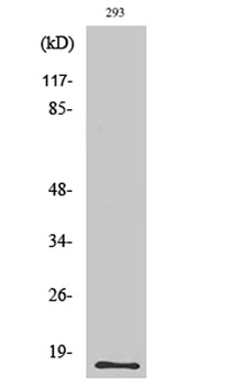 ECP rabbit pAb Antibody