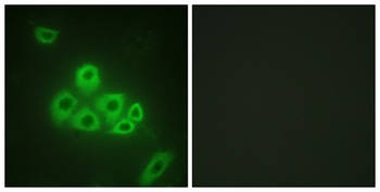 EDG-1 rabbit pAb Antibody