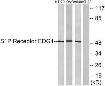 EDG-1 rabbit pAb Antibody