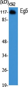 Eg5 rabbit pAb Antibody