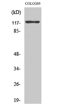 Eg5 rabbit pAb Antibody
