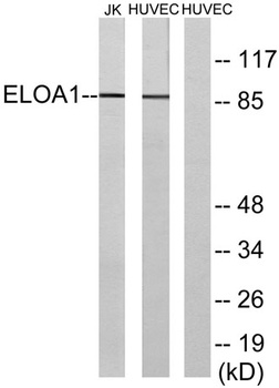 Elongin A1 rabbit pAb Antibody