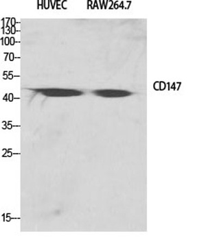 EMMPRIN rabbit pAb Antibody