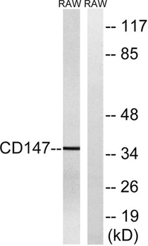 EMMPRIN rabbit pAb Antibody