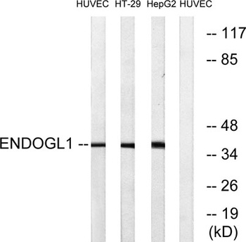 Endo G-L1 rabbit pAb Antibody