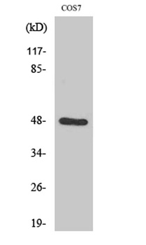 Endophilin B2 rabbit pAb Antibody