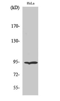 Endoplasmin rabbit pAb