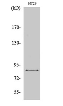 ENX-2 rabbit pAb Antibody