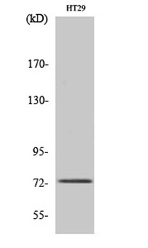 EOMES rabbit pAb Antibody