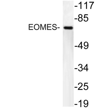 EOMES rabbit pAb Antibody