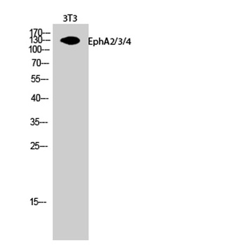 EphA2/3/4 rabbit pAb Antibody