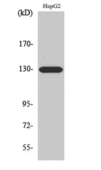 EphA5 rabbit pAb Antibody