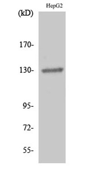 EphB1/2 rabbit pAb Antibody