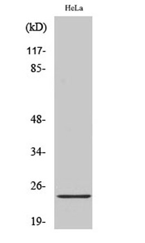 Ephrin-A2 rabbit pAb Antibody
