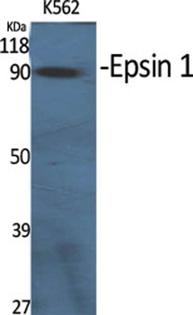 Epsin 1 rabbit pAb Antibody