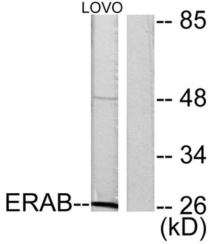 ERAB rabbit pAb Antibody