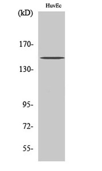 ErbB-3 rabbit pAb Antibody
