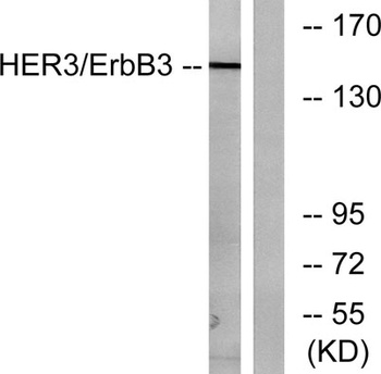 ErbB-3 rabbit pAb Antibody