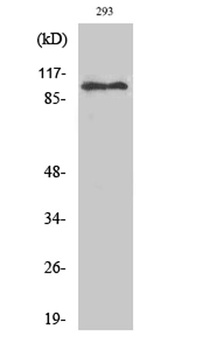 ERCC4 rabbit pAb Antibody