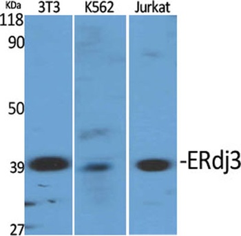 ERdj3 rabbit pAb Antibody
