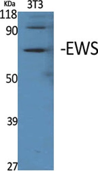 EWS rabbit pAb Antibody