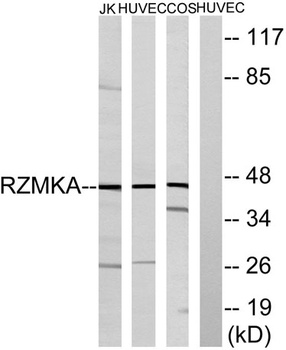 FAM80A rabbit pAb Antibody