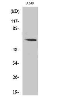 FAST rabbit pAb Antibody