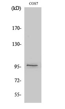 FASTKD1 rabbit pAb Antibody