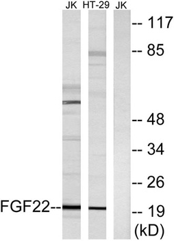 FGF-22 rabbit pAb Antibody