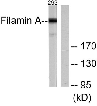 Filamin 1 rabbit pAb Antibody