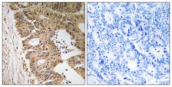 Fliz1 rabbit pAb Antibody