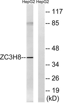 Fliz1 rabbit pAb Antibody