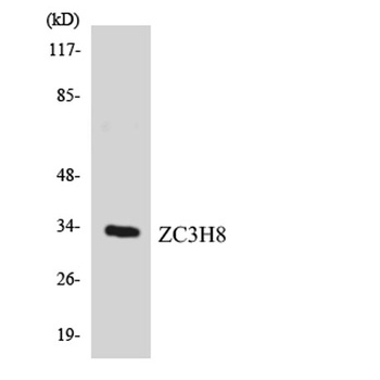 Fliz1 rabbit pAb Antibody