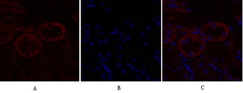 Flk-1/VEGFR2 rabbit pAb Antibody