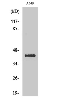 Flotillin-2 rabbit pAb Antibody