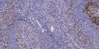 Flt3-L rabbit pAb