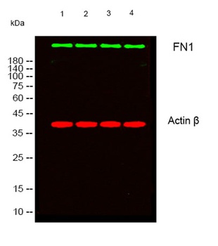 FN1 rabbit pAb Antibody
