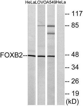FoxB2 rabbit pAb Antibody