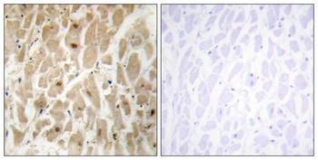 FoxD3 rabbit pAb Antibody
