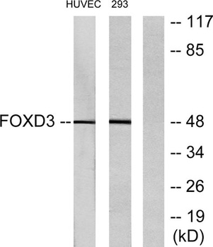 FoxD3 rabbit pAb Antibody