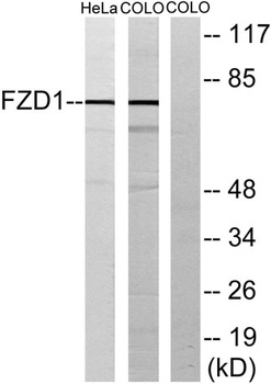 Frizzled-1 rabbit pAb