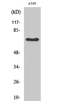 Frizzled-3 rabbit pAb Antibody