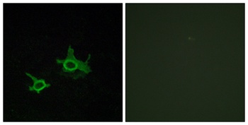 Frizzled-3 rabbit pAb Antibody