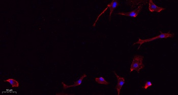 Frizzled-7 rabbit pAb Antibody