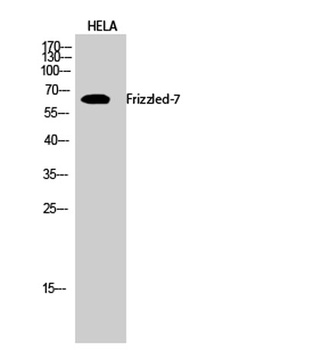 Frizzled-7 rabbit pAb Antibody